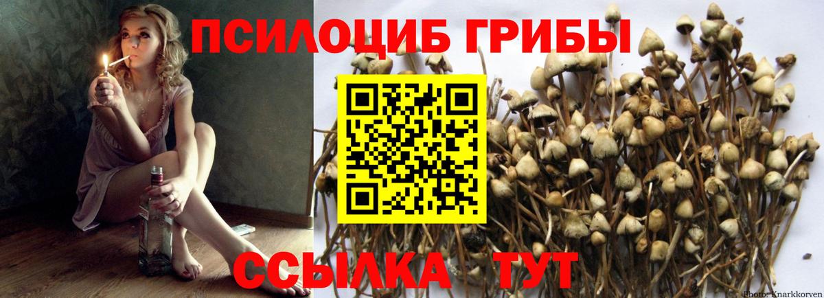 Галлюциногенные грибы Psilocybine cubensis  Вход с VPN  Курчалой 